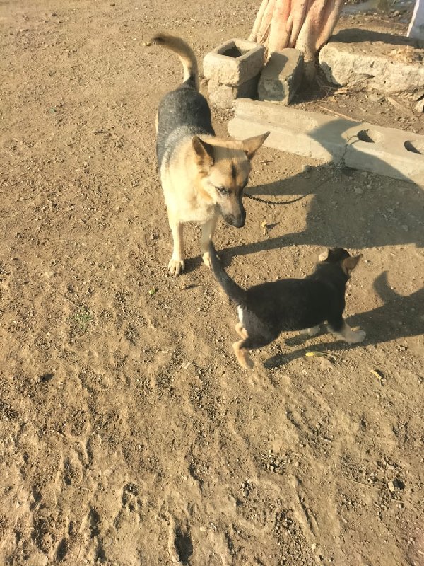 આ કુતરી વેસવની...