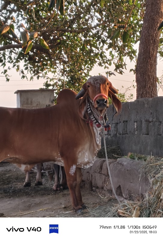 હોડકી વેચવાની