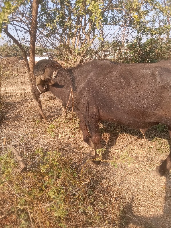 પાડો વેચવાનો છે