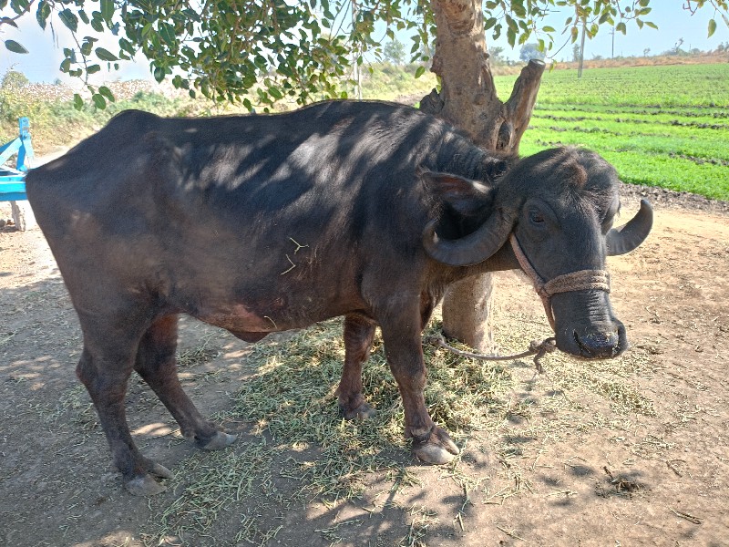 2 ખડેલા વેચવાના...