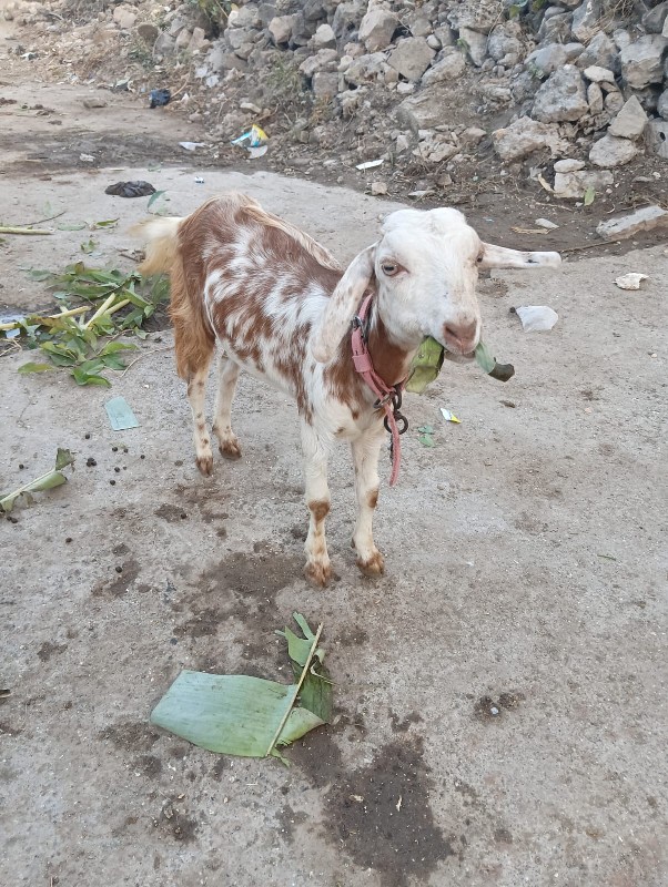 bakri