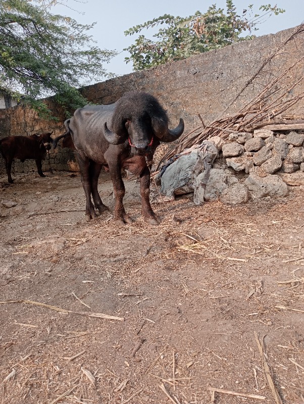 આ પાડો જાફરાબાદ...