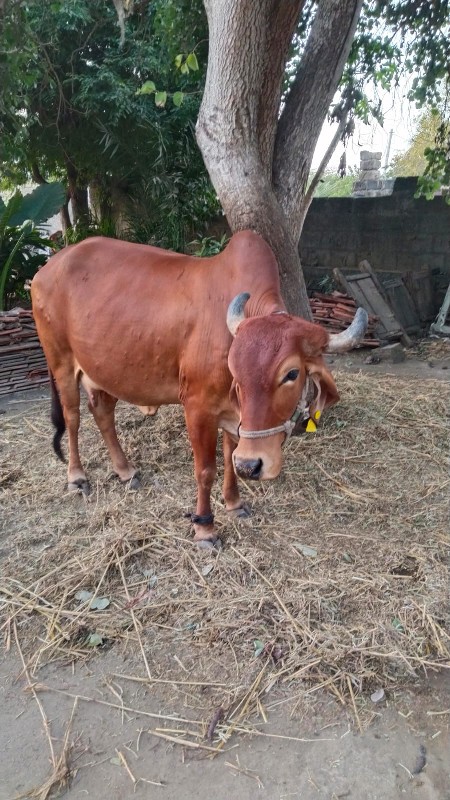 ગાય 🐮🐄 વેચવાની...