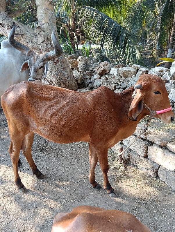 વાસઙી વેચવાની છ...