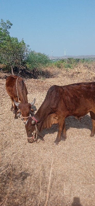 બળદ વેચવાના છે