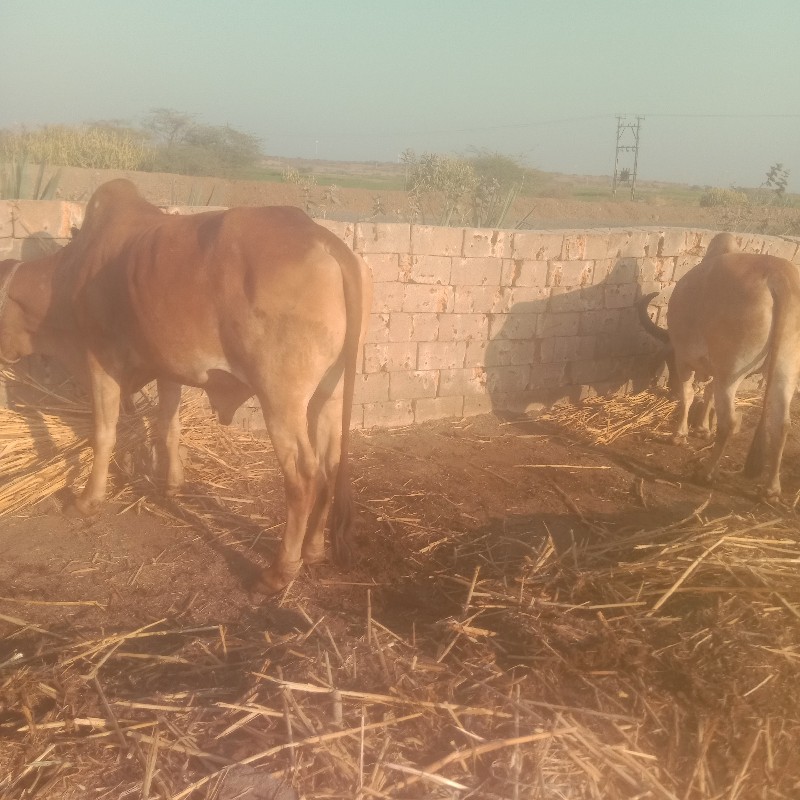 પુલવા ગામ