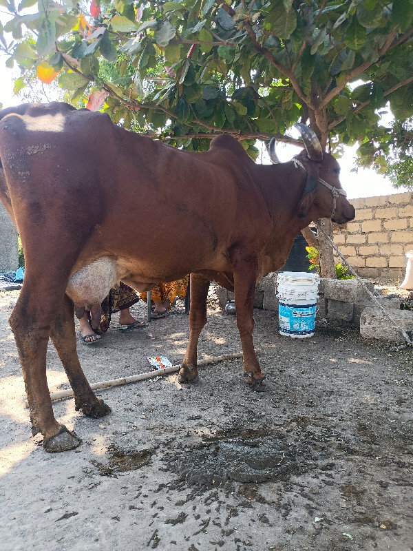 ગાય વેચવા ની છે