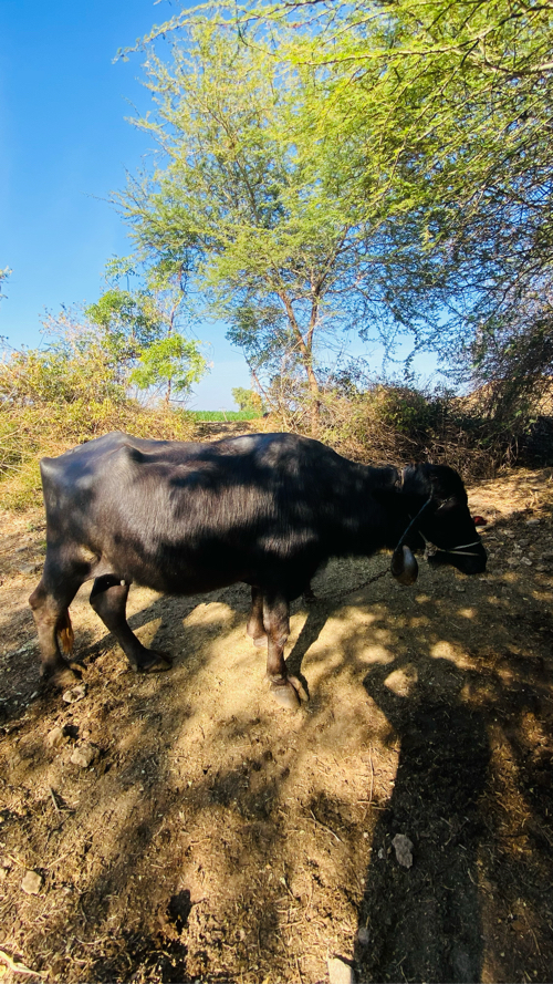 ભેંસ વેસવાની છે