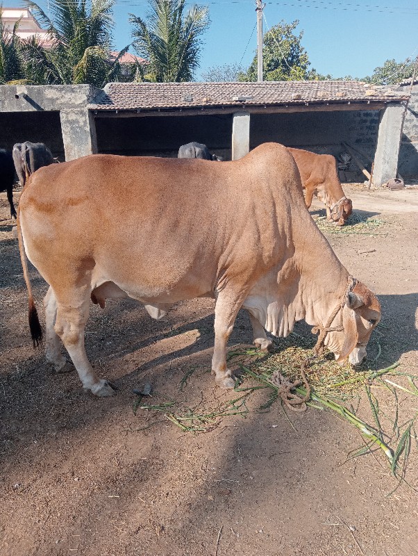 ગાય વેચવાની છે