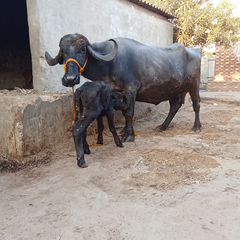 ભેંશ વેચવાની છે...