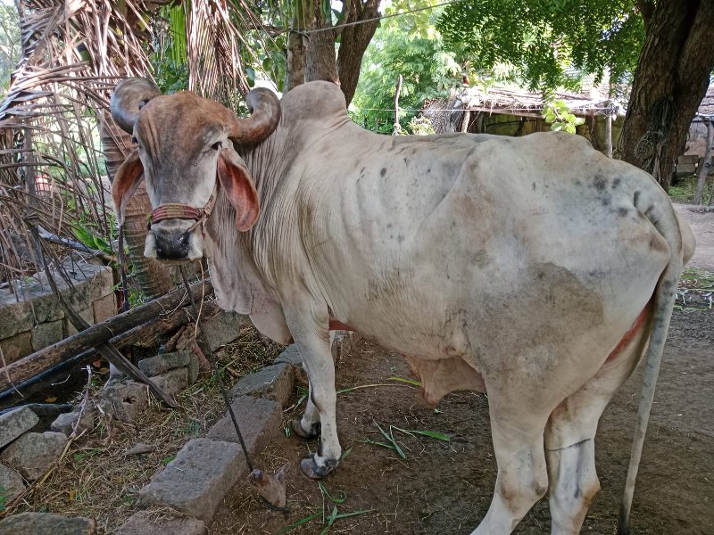 બળદ વેચવાના છે.