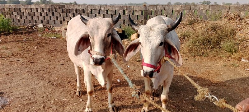 ગોધલા    વેચવાન...