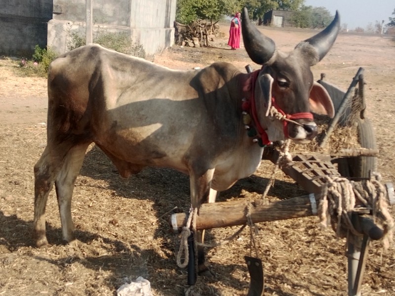 ગોંઢલા વેચવાના...