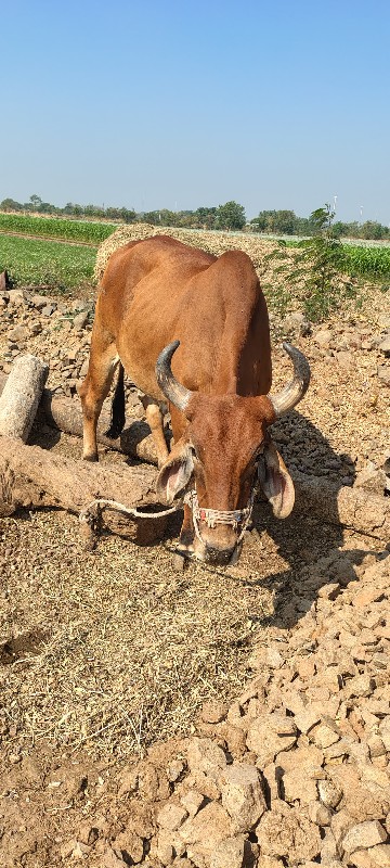 એક વાવણી વાવેલા