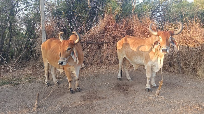 ચારવાવણી