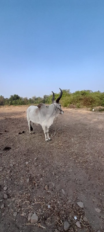 બળદ વેચવા નો છે...