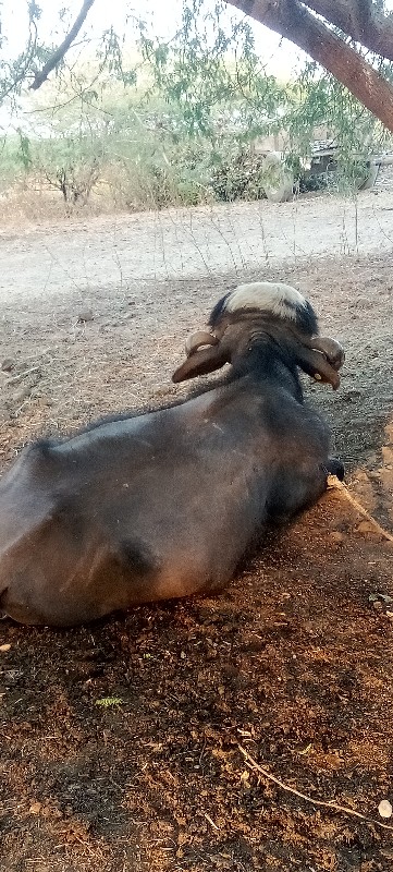 પાડો વેચવાનો છે...