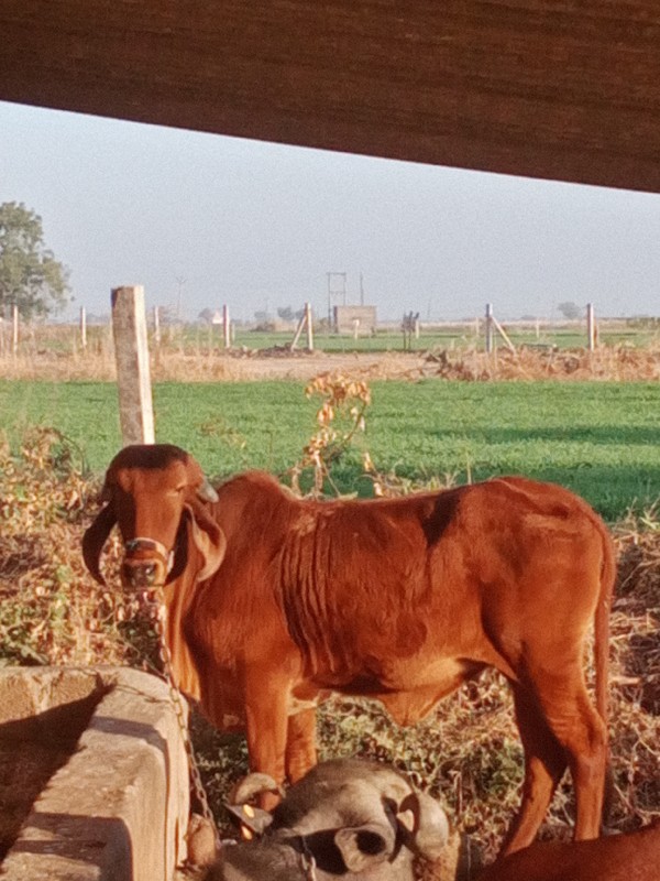 હોળકી વેસવાનીછે