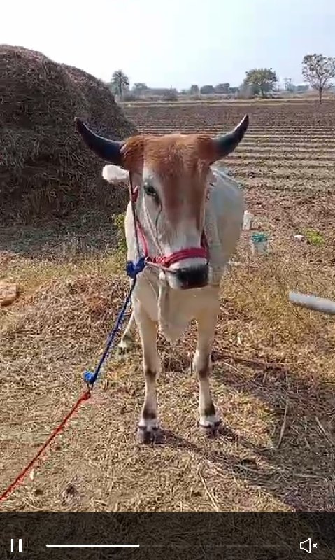 આ ગોઢલો વેચાવ છ...