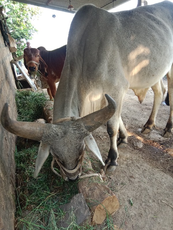 ગોઢલો