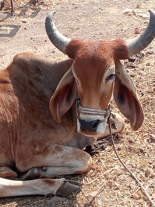 વાસડો વેચવાનો છ...