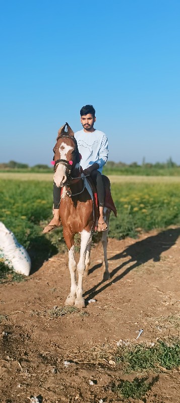 ઘોડી વેસ્વા ની...