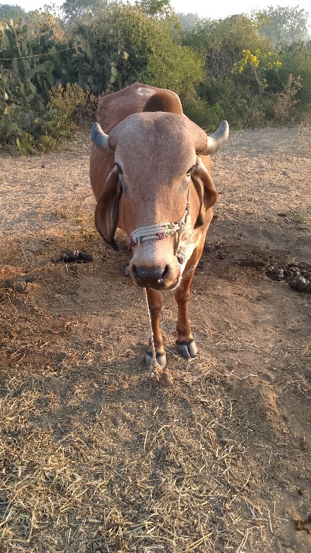 ગાય