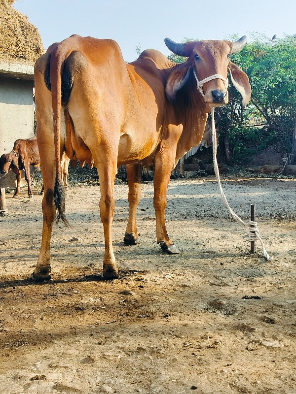 ગાય દેવાનિછે