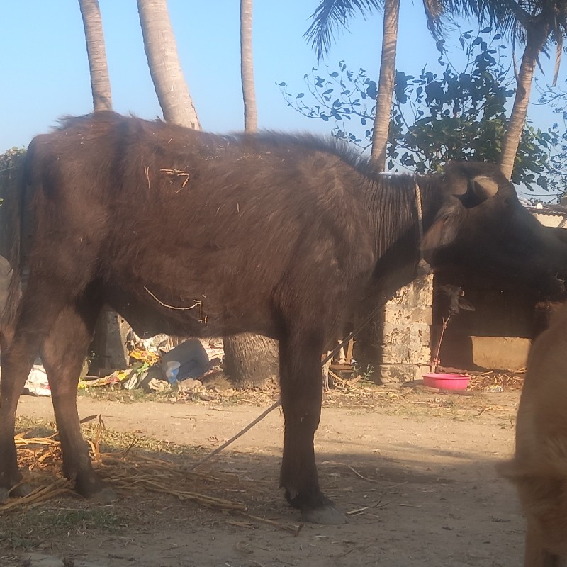 3 પાડી વેચવાની...