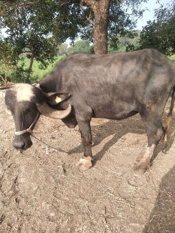 ખેણેલીવેશવાનીછે...