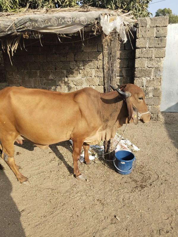 ગાયવેશવાની