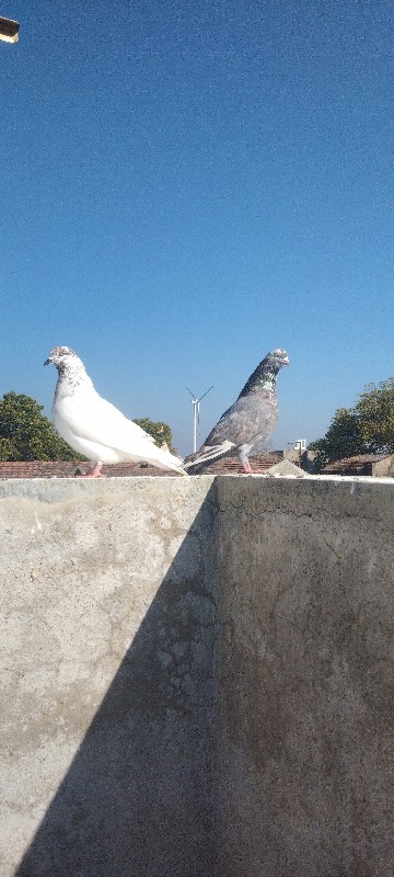 કબૂતર ની જોડી વ...