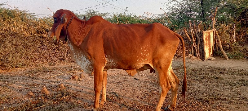 ગાય