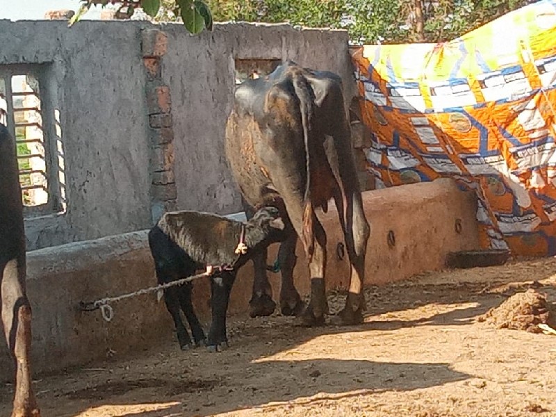 ખડેલી વેચવાની છ...