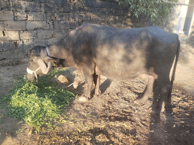 ભેંશ વેસવાની છે