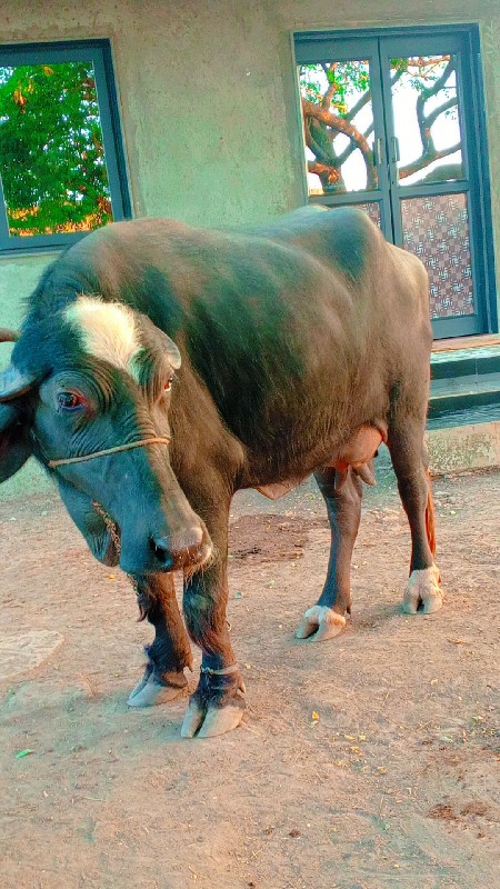 ભેંસ વેચવાની છે