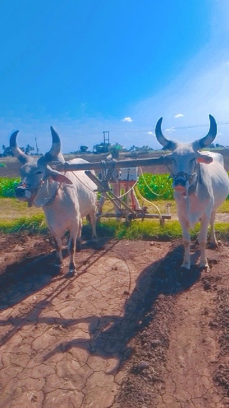 બરધ વેચવાના છે