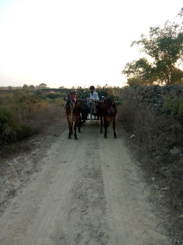 ગોઢલા વેચવાના છ...