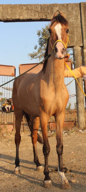 ઘોડો વેચાવ છે