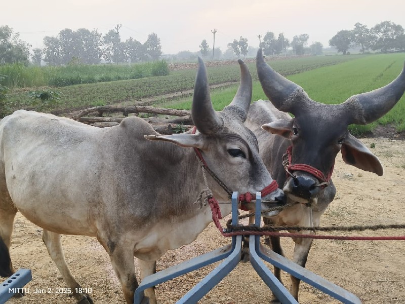 ગોધલા વેચવાના છ...