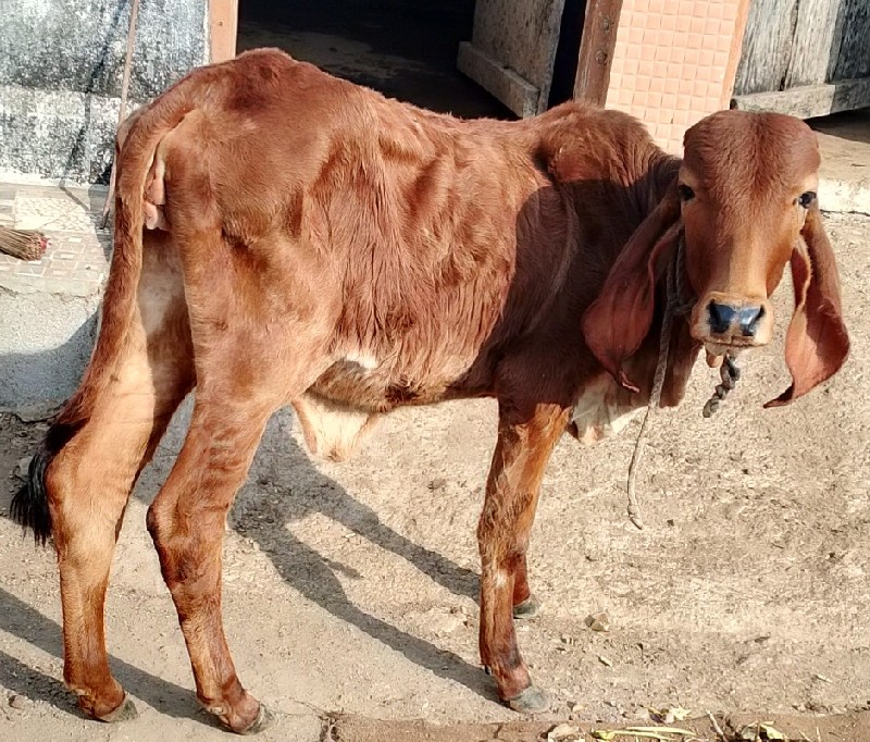 ગીર વાસડીયુ વેસ...