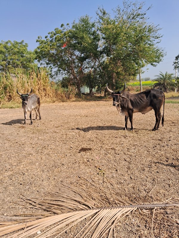 ગોઢલા વેસવાના છ...