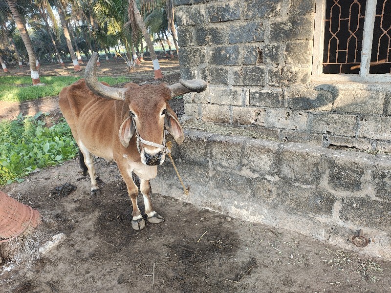 બળદ વેચવા ના સે