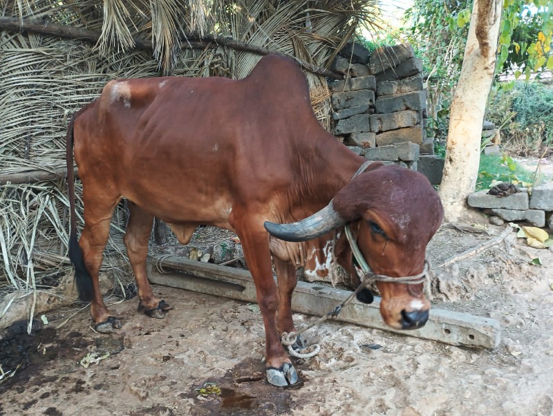 હોડકા વેચવાના છ...