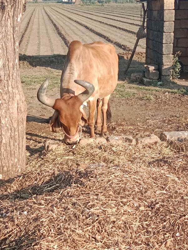 ગાય