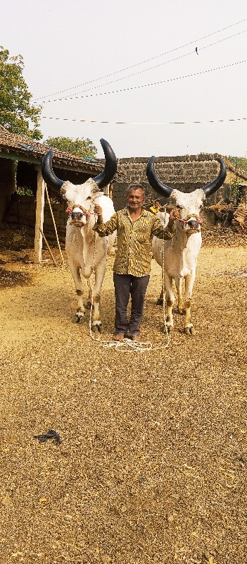 બળદ વેચવાના છે