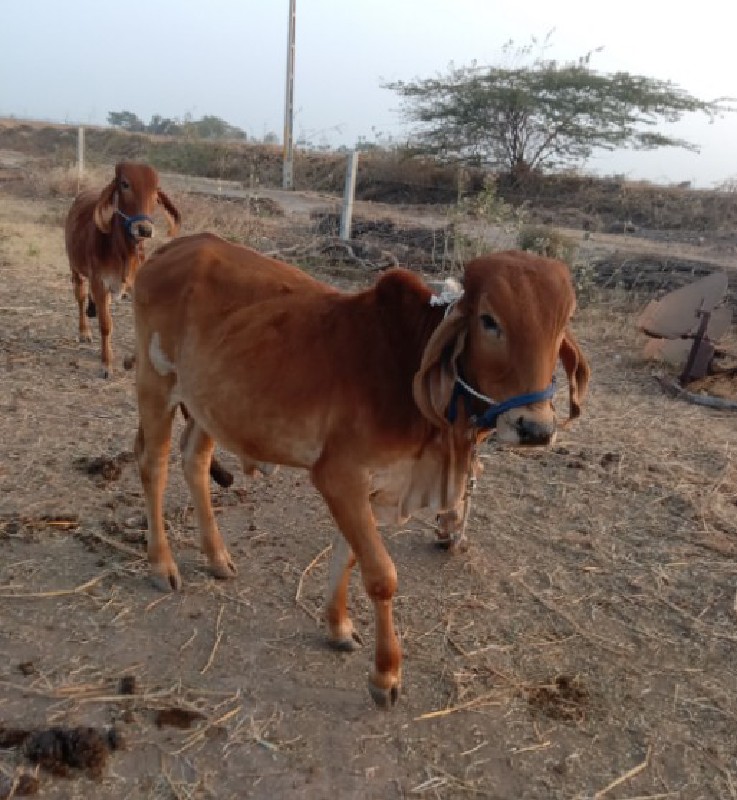 જુડવા છે