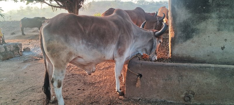 બળદ લેવાનો છે