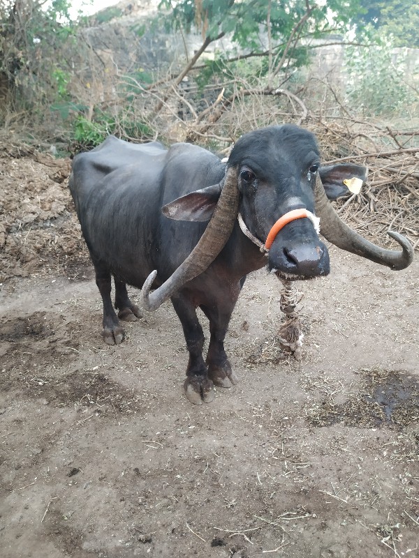 ભેંશ પેશવાની છે