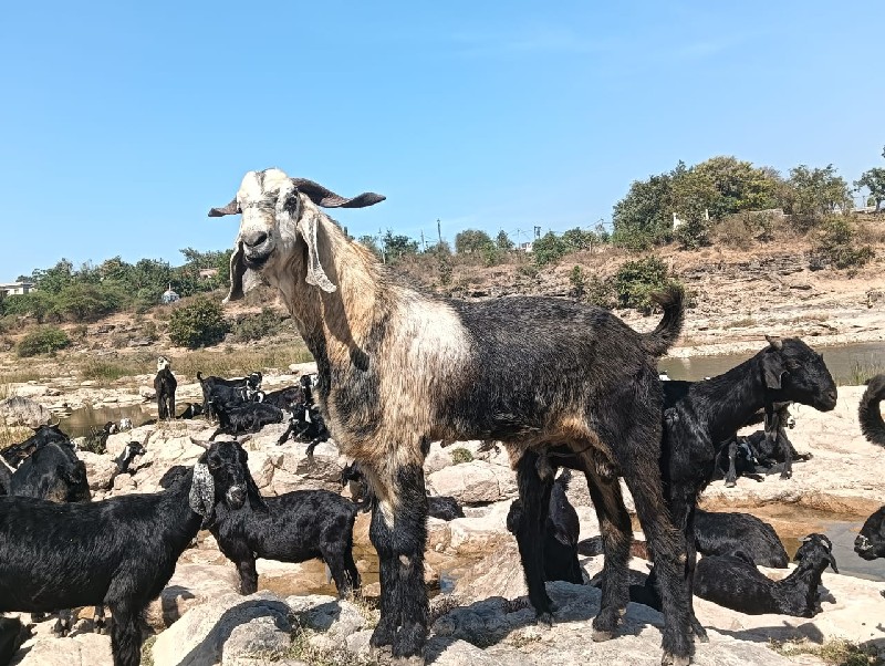 બોકડો વેચવાનો છ...